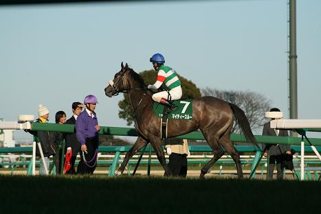 6本馬場入場.JPG